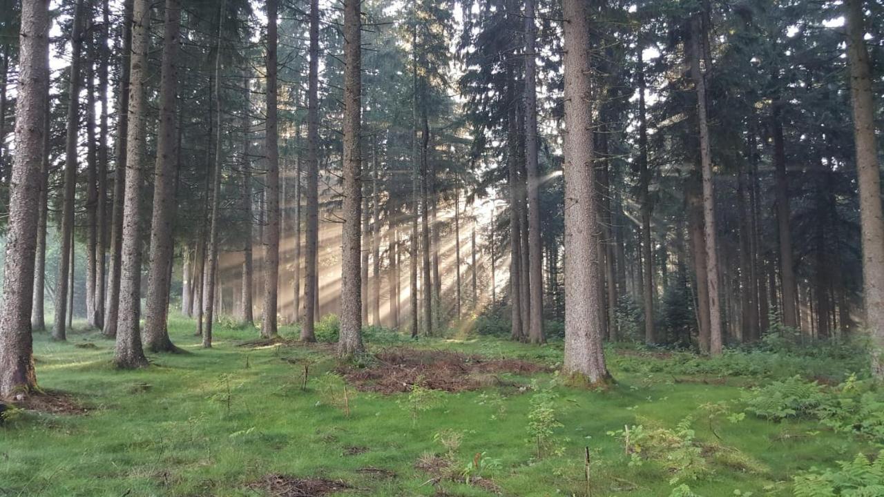 Schwarzwald Geht Immer Fewo 60 Qm Mit Grossem Suedbalkon, Wlan Und Magenta Tv Шёнвальд Экстерьер фото